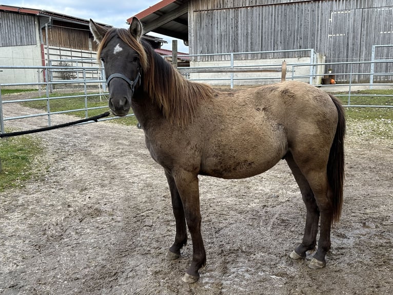 Leonharder Hengst 1 Jahr 143 cm Falbe in Grabenst&#xE4;tt