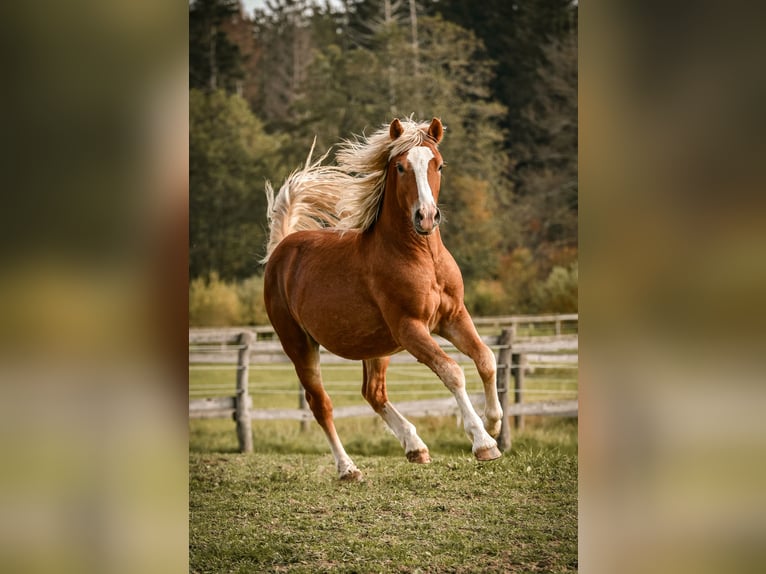 Leonharder Hengst 1 Jahr 144 cm Fuchs in Grabenst&#xE4;tt