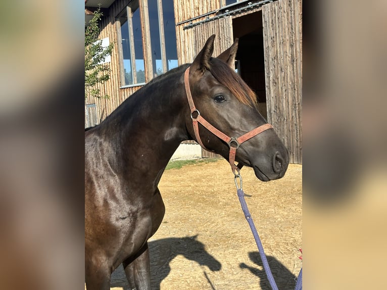Leonharder Hengst 1 Jahr 158 cm Rappe in Grabenstätt