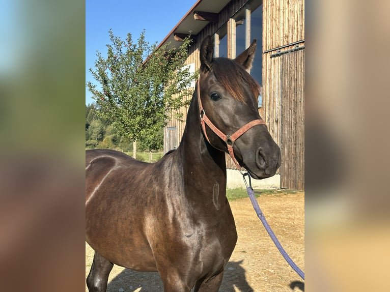 Leonharder Hengst 1 Jahr 158 cm Rappe in Grabenstätt