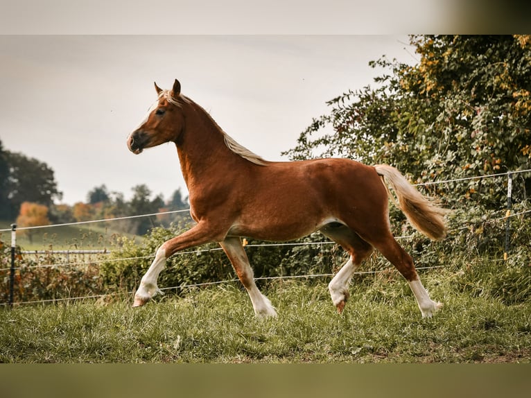 Leonharder Hengst 2 Jaar 143 cm Vos in Grabenstätt