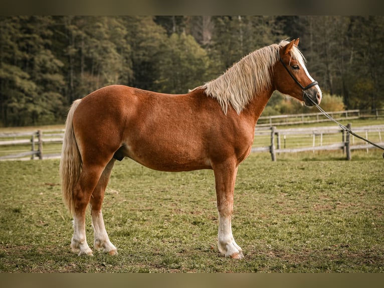 Leonharder Hengst 2 Jaar 144 cm Vos in Grabenstätt