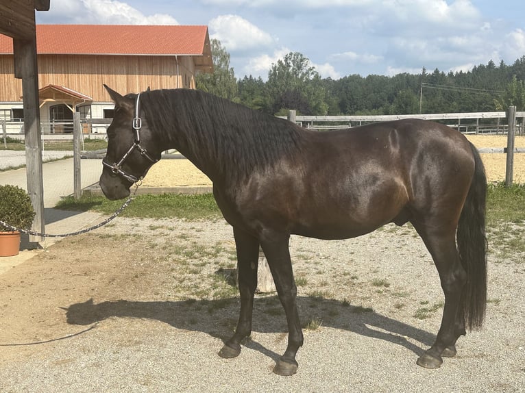 Leonharder Hengst 2 Jaar 158 cm Zwart in Grabenstätt