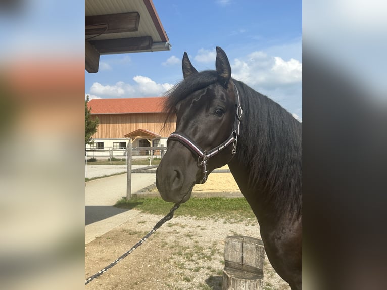 Leonharder Hengst 2 Jahre 158 cm Rappe in Grabenstätt