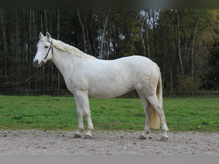 Leonharder Klacz 12 lat 150 cm Siwa w hreczce in Bernau am Chiemsee