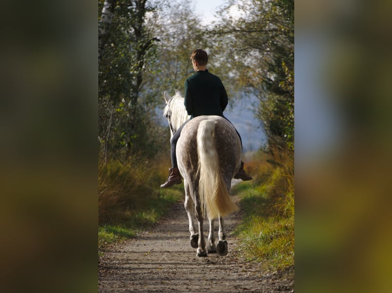 Leonharder Klacz 12 lat 150 cm Siwa w hreczce in Bernau am Chiemsee