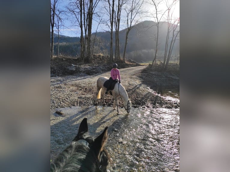 Leonharder Klacz 12 lat 150 cm Siwa w hreczce in Bernau am Chiemsee