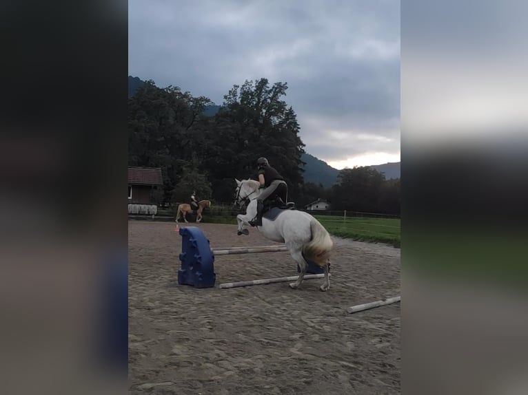 Leonharder Klacz 12 lat 150 cm Siwa w hreczce in Bernau am Chiemsee