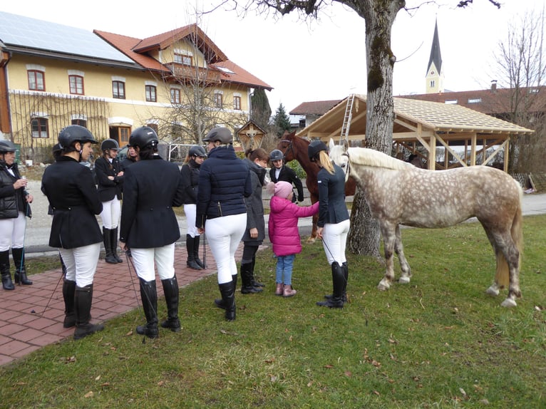 Leonharder Klacz 12 lat 150 cm Siwa w hreczce in Bernau am Chiemsee