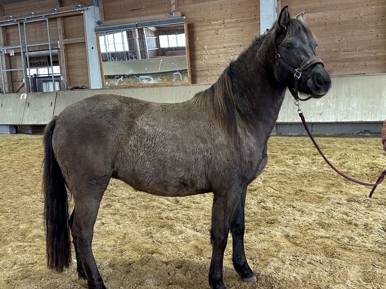 Leonharder Klacz 3 lat 150 cm Bułana in Grabenstätt