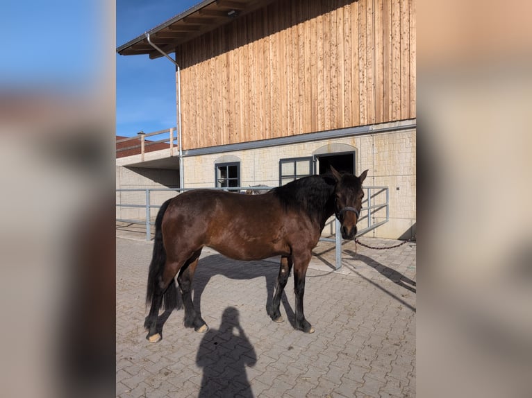 Leonharder Klacz 3 lat 156 cm Gniada in Grabenstätt
