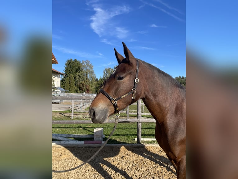 Leonharder Klacz 3 lat 158 cm Gniada in Grabenstätt