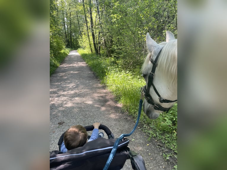 Leonharder Merrie 12 Jaar 150 cm Vliegenschimmel in Bernau am Chiemsee