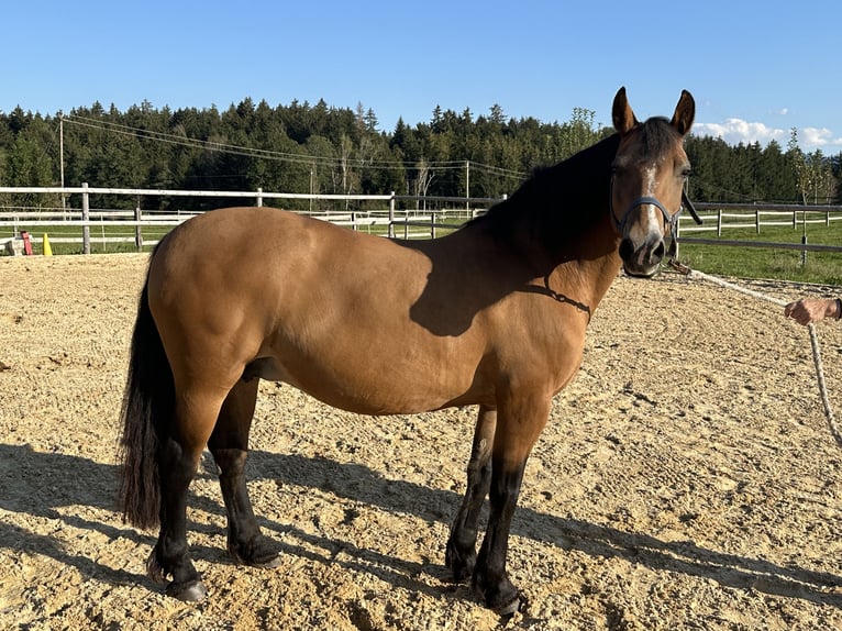 Leonharder Merrie 16 Jaar 145 cm Bruin in Grabenstätt