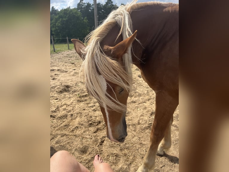 Leonharder Merrie 2 Jaar 150 cm Vos in Karstädt