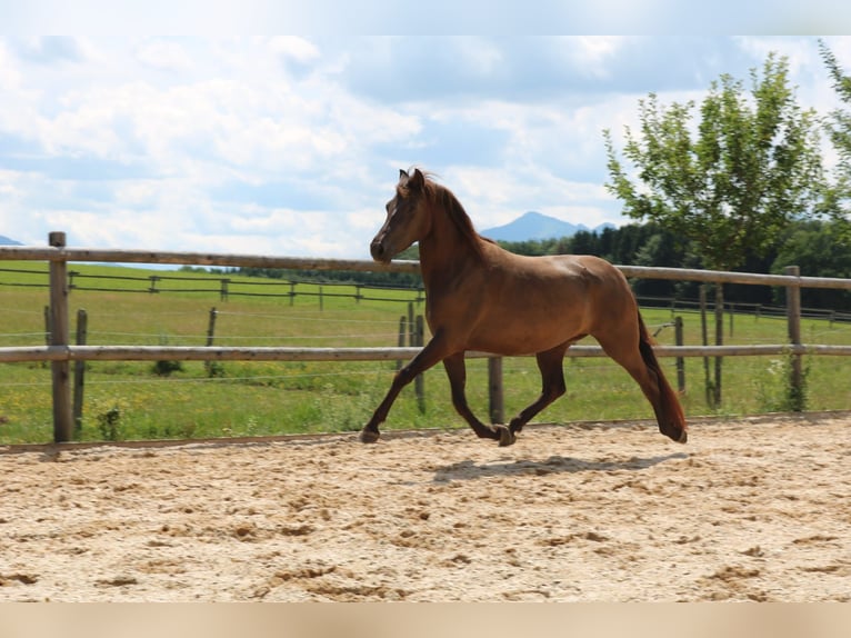 Leonharder Merrie 3 Jaar 150 cm Falbe in Grabenstätt
