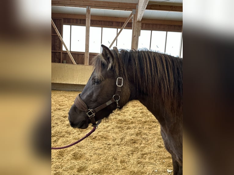 Leonharder Merrie 3 Jaar 150 cm Falbe in Grabenstätt