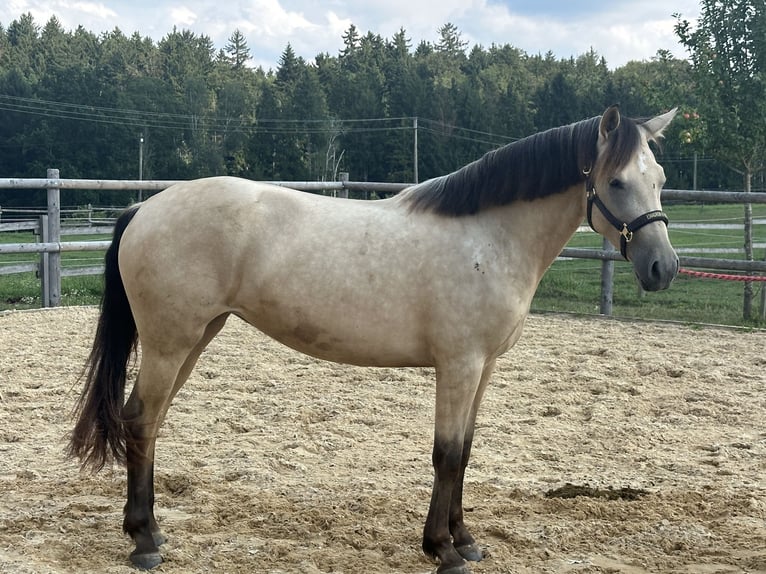 Leonharder Merrie 3 Jaar 150 cm Falbe in Grabenstätt