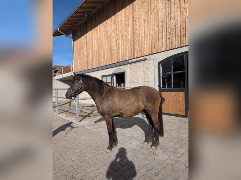 Leonharder Merrie 3 Jaar 150 cm Falbe in Grabenstätt