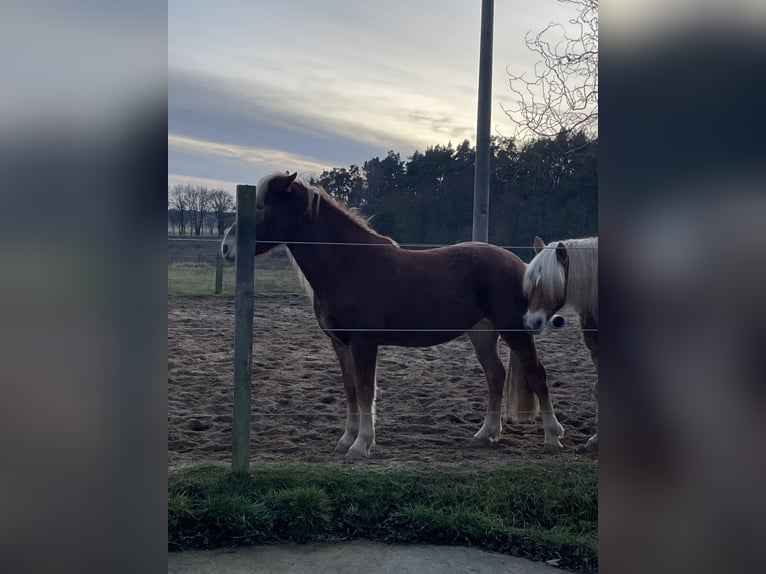 Leonharder Merrie 3 Jaar 150 cm Vos in Karstädt
