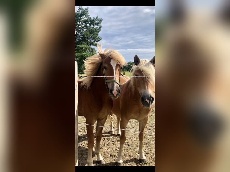 Leonharder Merrie 3 Jaar 150 cm Vos in Karstädt