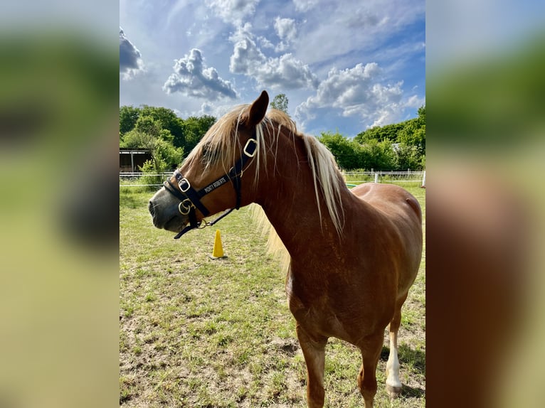 Leonharder Merrie 3 Jaar 150 cm Vos in Karstädt