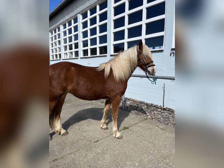 Leonharder Merrie 3 Jaar 150 cm Vos in Karstädt