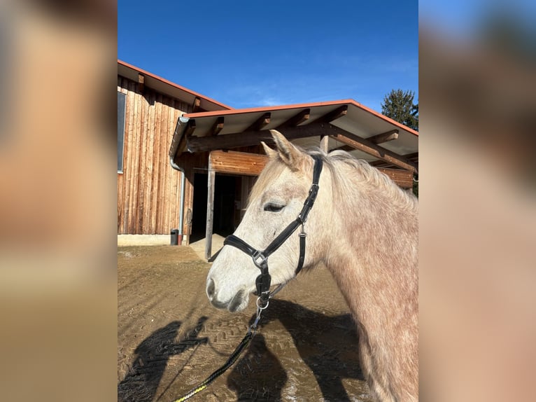 Leonharder Merrie 3 Jaar 151 cm Schimmel in Grabenstätt