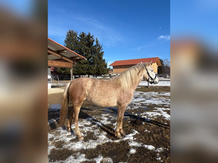 Leonharder Merrie 3 Jaar 151 cm Schimmel in Grabenstätt