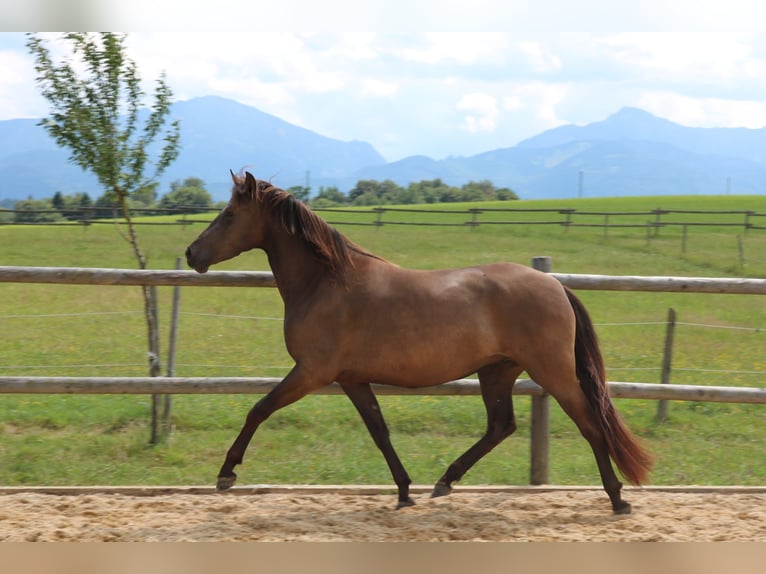 Leonharder Merrie 3 Jaar 152 cm Falbe in Grabenstätt