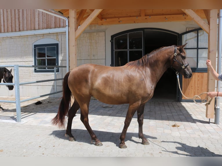 Leonharder Merrie 3 Jaar 152 cm Falbe in Grabenstätt