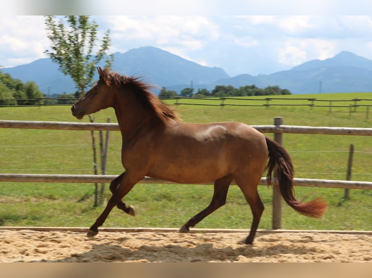 Leonharder Merrie 3 Jaar 152 cm Falbe in Grabenstätt