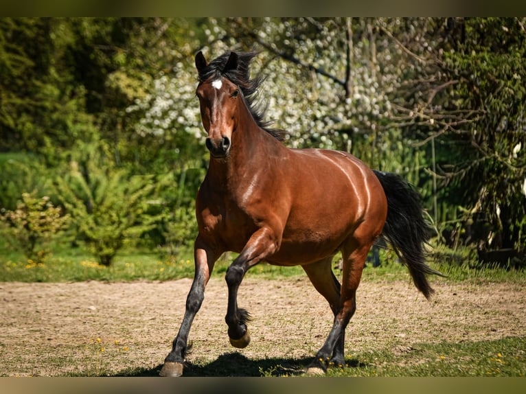 Leonharder Merrie 3 Jaar 153 cm Bruin in Grabenstätt