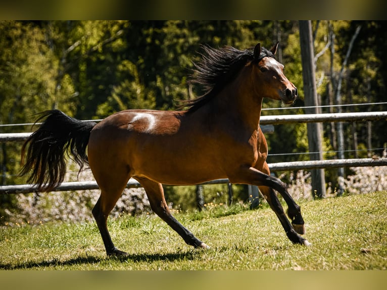 Leonharder Merrie 3 Jaar 153 cm Bruin in Grabenstätt