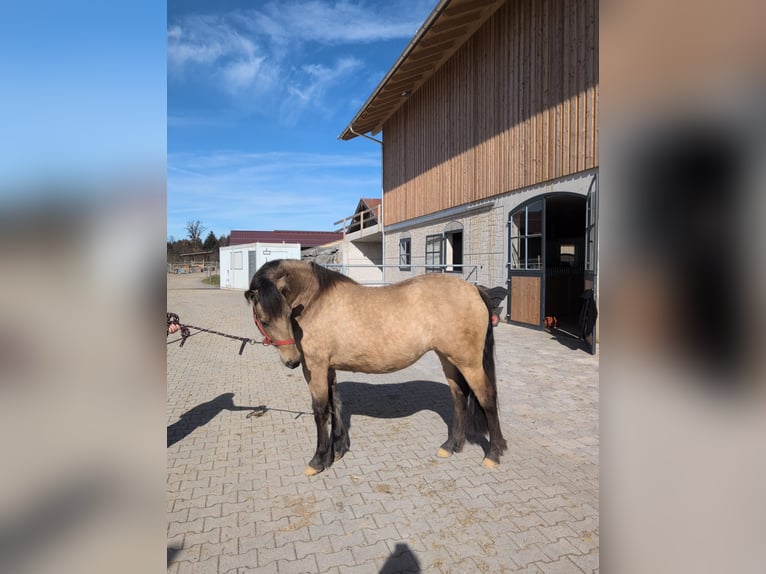 Leonharder Merrie 3 Jaar 155 cm Falbe in Grabenstätt