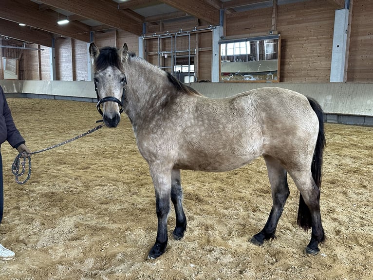 Leonharder Merrie 3 Jaar 155 cm Falbe in Grabenstätt