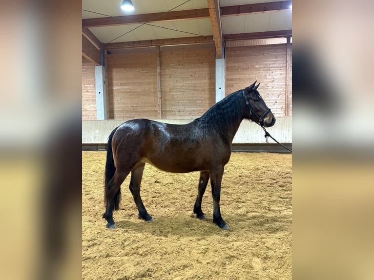 Leonharder Merrie 3 Jaar 156 cm Bruin in Grabenstätt