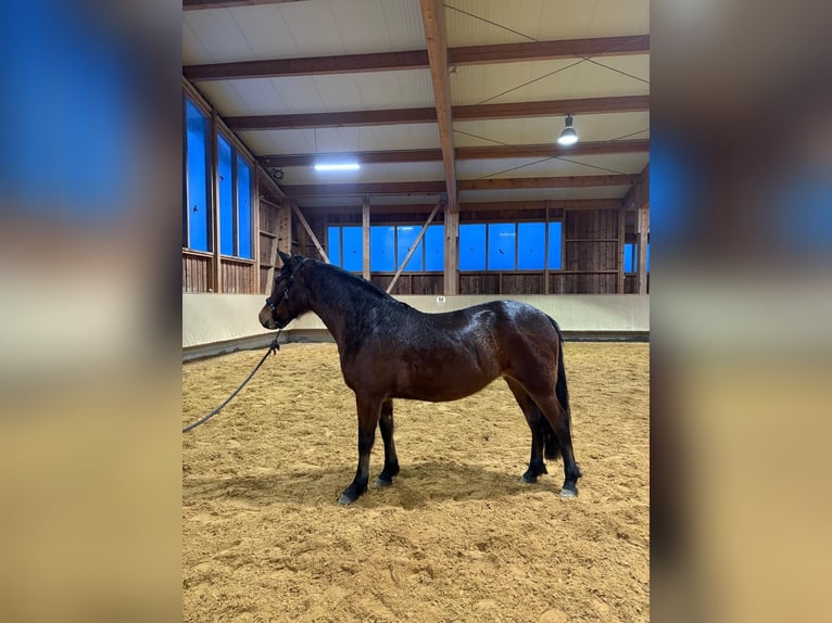 Leonharder Merrie 3 Jaar 156 cm Bruin in Grabenstätt
