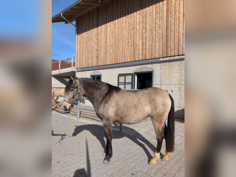 Leonharder Merrie 3 Jaar 156 cm Buckskin in Grabenstätt