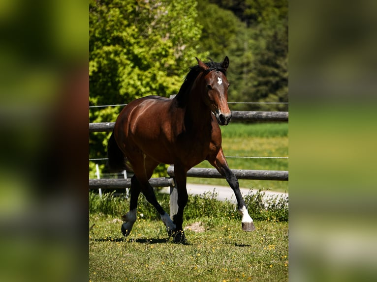 Leonharder Merrie 3 Jaar 158 cm Bruin in Grabenstätt