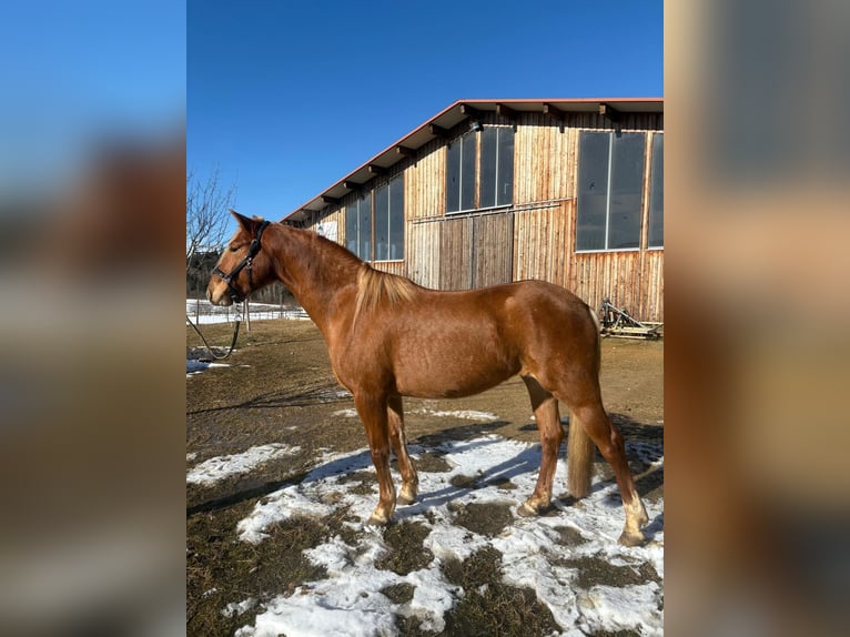 Leonharder Merrie 4 Jaar 151 cm Vos in Grabenstätt