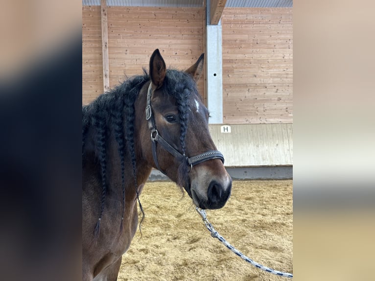 Leonharder Merrie 4 Jaar 156 cm Bruin in Grabenstätt