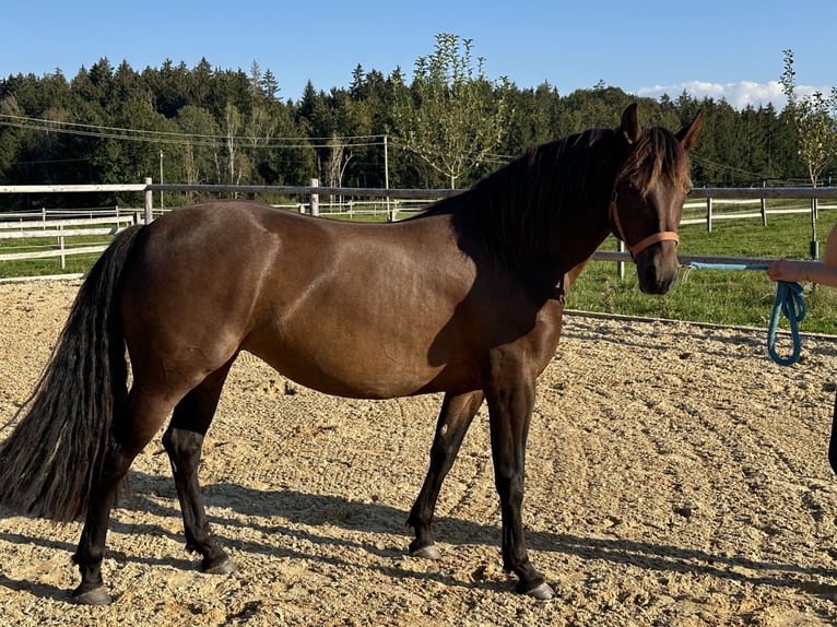 Leonharder Merrie 5 Jaar 147 cm Bruin in Grabenstätt