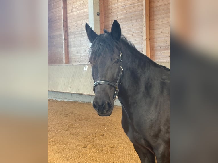 Leonharder Merrie 7 Jaar 155 cm Zwart in Grabenstätt