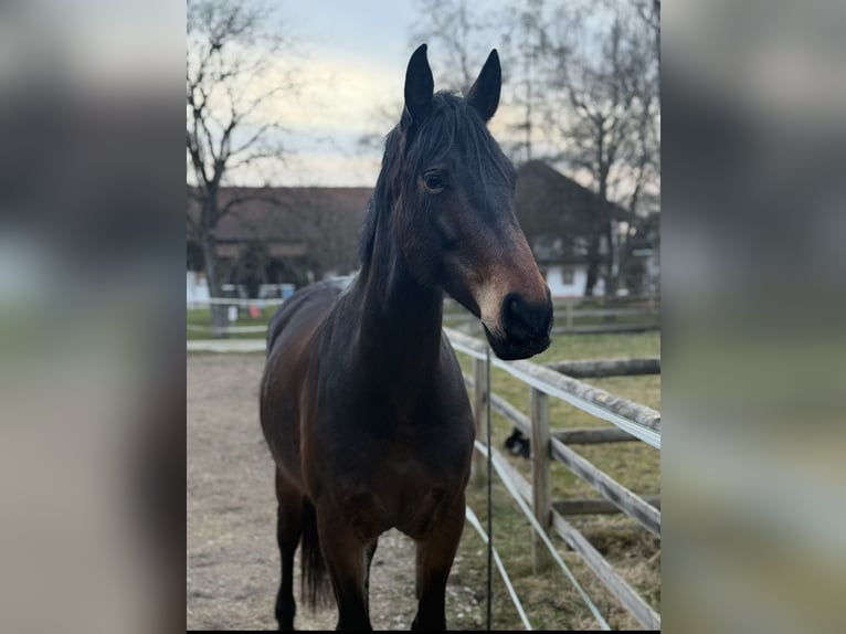Leonharder Merrie 8 Jaar 165 cm Bruin in Seeon-Seebruck