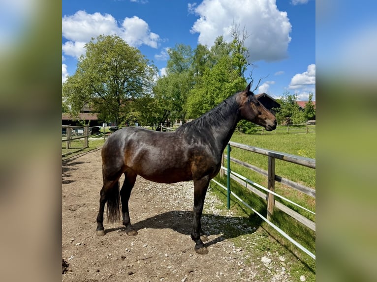 Leonharder Merrie 8 Jaar 165 cm Bruin in Seeon-Seebruck