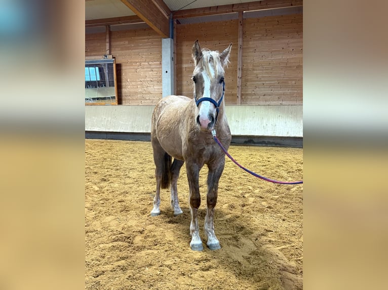 Leonharder Ogier 2 lat 153 cm Izabelowata in Grabenstätt
