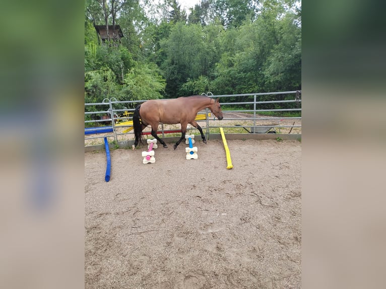 Leonharder Ruin 10 Jaar 160 cm Bruin in Großgmain