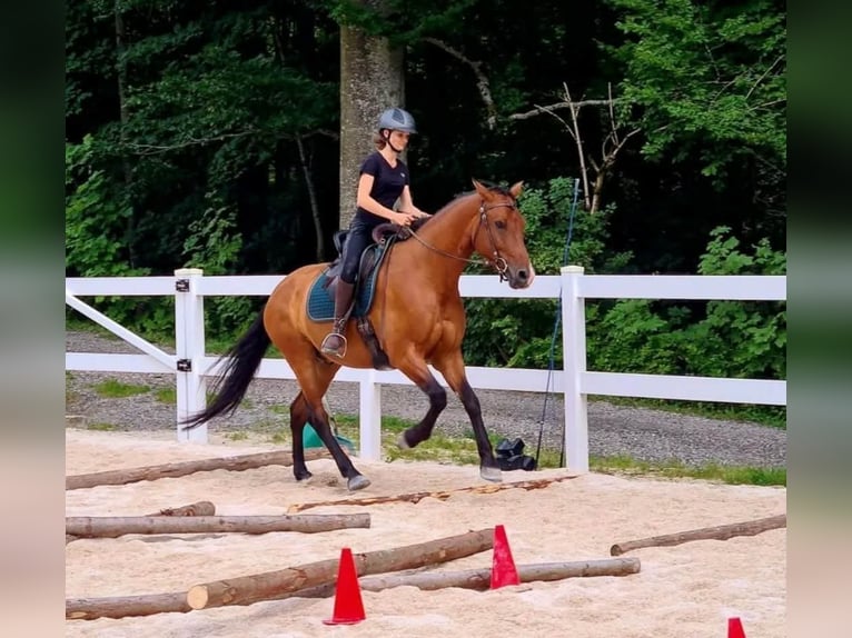 Leonharder Ruin 10 Jaar 160 cm Bruin in Großgmain