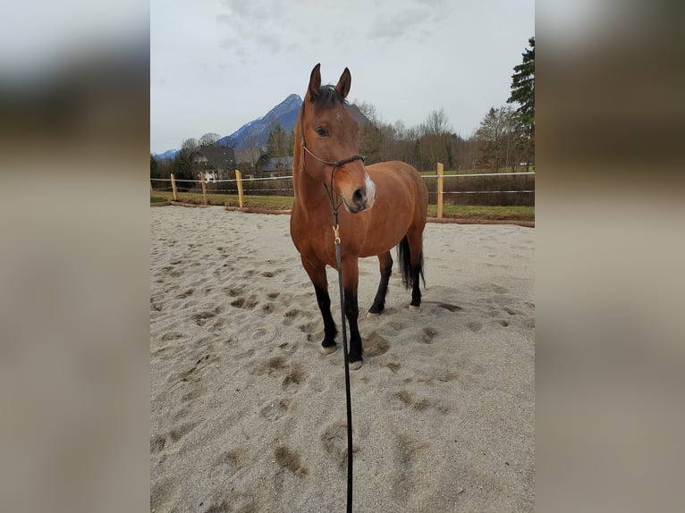 Leonharder Ruin 10 Jaar 160 cm Bruin in Großgmain